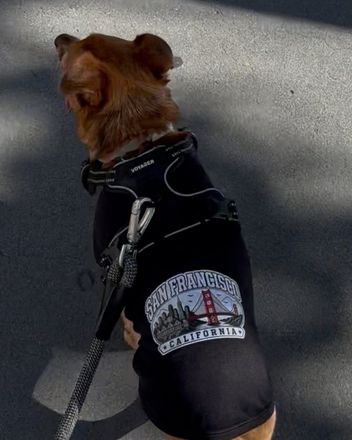 A dog on a walk in a black San Francisco California t-shirt